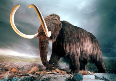 mammut