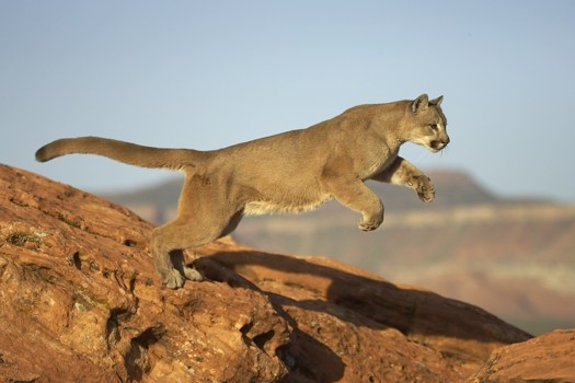Puma.jpg