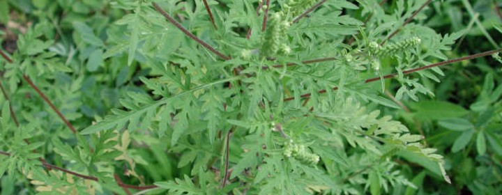 pollen2