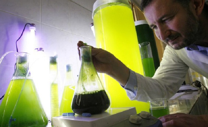Pierre Calleja, manager of French firm Tyca, specializing in ichthyology, checks prototype street lamps filled with chlorella seaweed in his laboratory in Libourne, southwestern France, December 11, 2007. Calleja has filed a patent application for this prototype that captures CO2 and expels oxygen, helping to fight the greenhouse effect.      REUTERS/Regis Duvignau  (FRANCE)