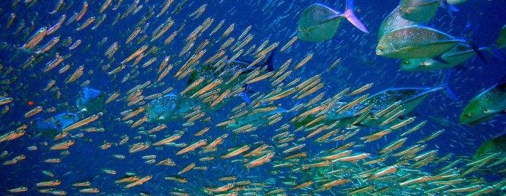 fish3