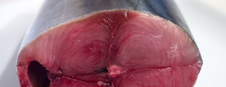 tuna2