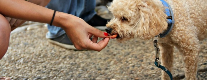 pet2