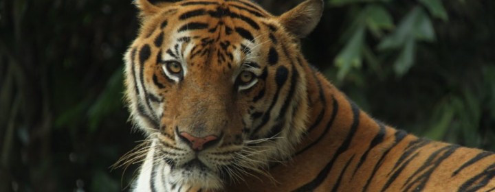 tiger2