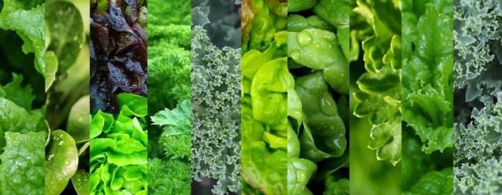 Mixed-Greens-2-1024x631