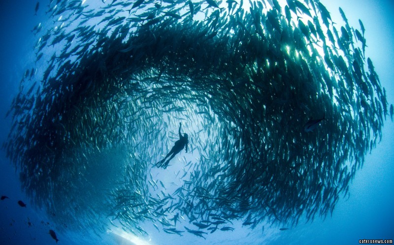 CATERS_SWIMMING_IN_A_TORNADO_OF_FISH_02-800x498