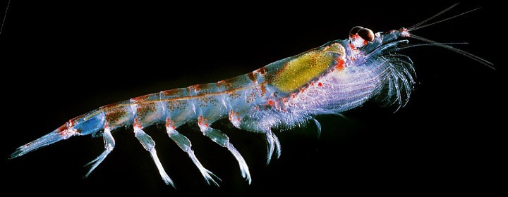 antarctic-krill