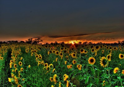 sunflower-sunset1