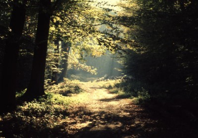biodiverzitás