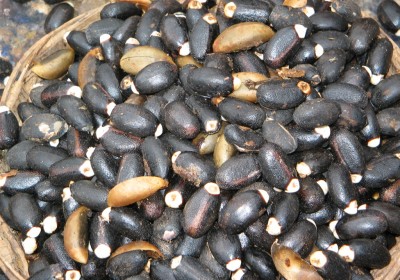 jatrophaseeds