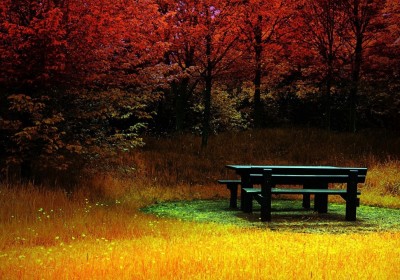 Bench_In_The_Forest_4276