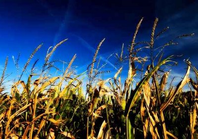 corn