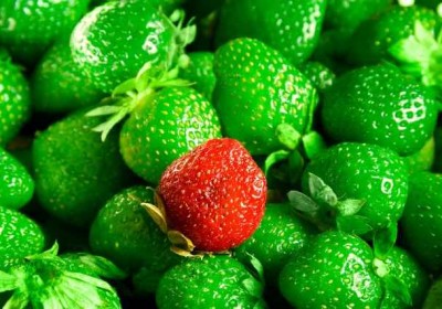 gmo