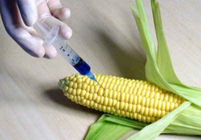 gmo1