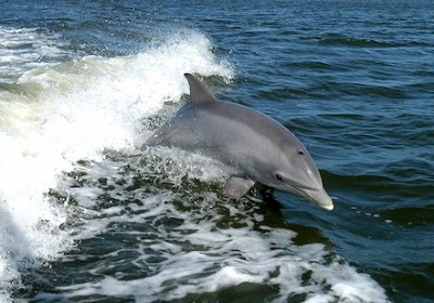 delfin_1