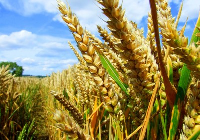 gmo
