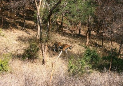 sariska-tiger-reserve