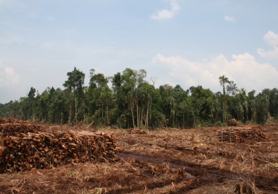 rainforest-destruction