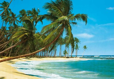palm