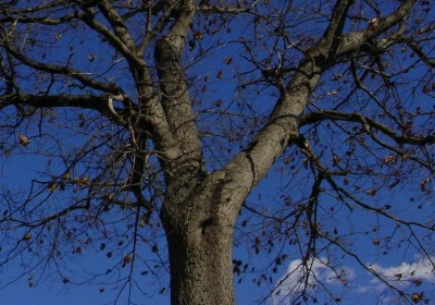 sicktree