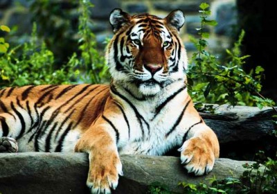 tiger-regal