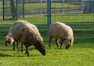 Sheep-e1347634047781