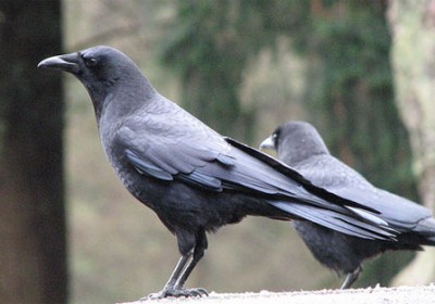 crow