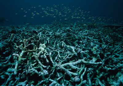dyingcoralreef