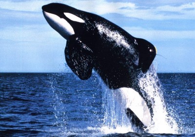 killerwhale
