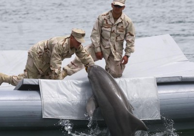 Navydolphin3