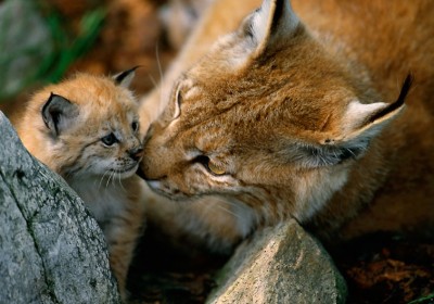 Steffan Widstrand - WWF Cannon-lynx