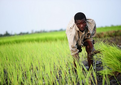 Uganda_field_GatesFoundation