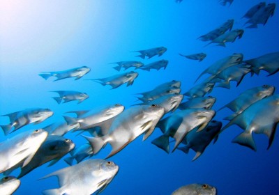 oceanfish