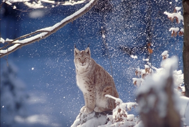 Foto_Roger_Leguen_WWF_Canon