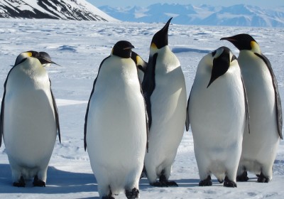 antarcticpenguin