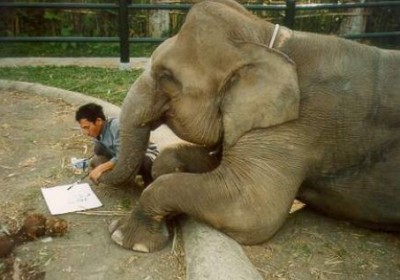 beszeloelefant