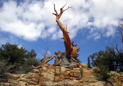 bristleconefenyo