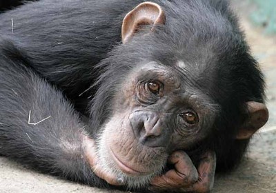 chimpanzeemidlifecrisis
