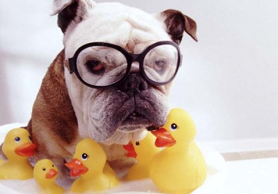 dogwithtoys