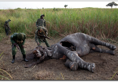 elephantpoachers