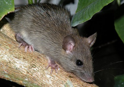galapagosrats