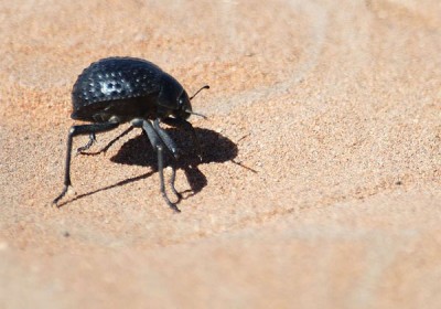 namibiaiparagyujtobogar
