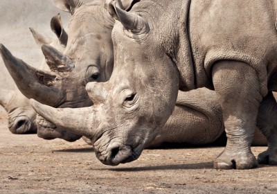 1681038-poster-1280-rhino-rescue-project-rhinocerous-gps-poison-control
