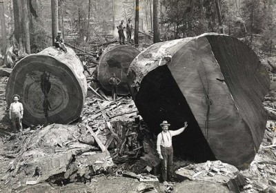Lumberjacks-From-California-kaliforniali-oduncular-5_jpeg_492x0_q85_crop-smart