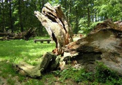 farkas1