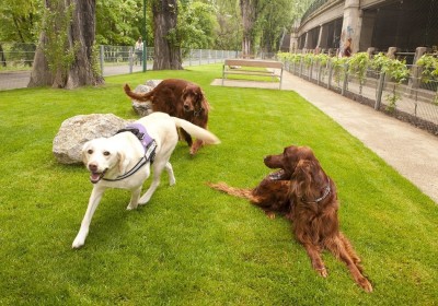 F¸r ein Miteinander von Mensch und Hund in Wien: Tierschutzstadtrâ°tin Sima prâ°sentiert Hunde-Paket 2013