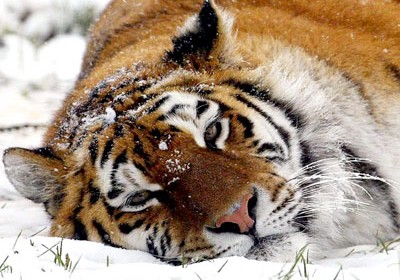 Sziberiai tigris