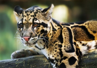 clouded-leopard-1-537x356