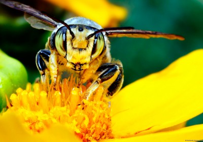 Close-up of bee on yellow flower