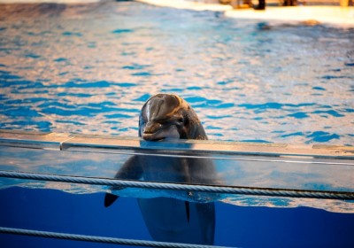 delfin